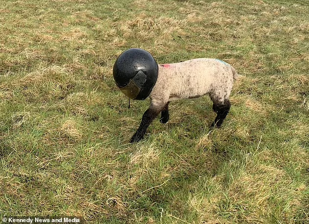 Baa-rilliant Fashion Fails: Sheep in Foam Collars and Lamb Rocking a Motorcycle Helmet!