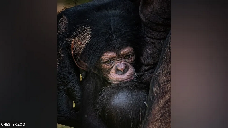 Swinging into Sweetness: Chester Zoo Welcomes Rare Baby Chimpanzee!