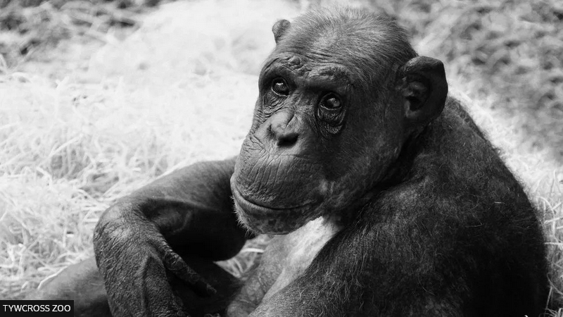 Saying Goodbye to a Much-Loved Chimpanzee: Remembering William at Twycross Zoo