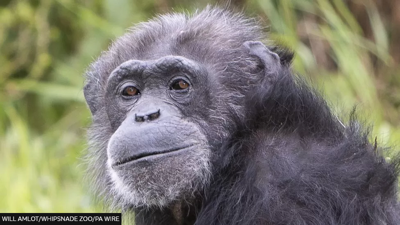 🐵🎉 Celebrating Koko: Whipsnade Zoo's Chimpanzee Turns 50! 🎉🐵