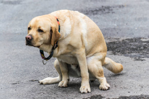 Scooping the Streets: Torrevieja's Pooper-Scooter Revolutionizes Dog Mess Cleanup